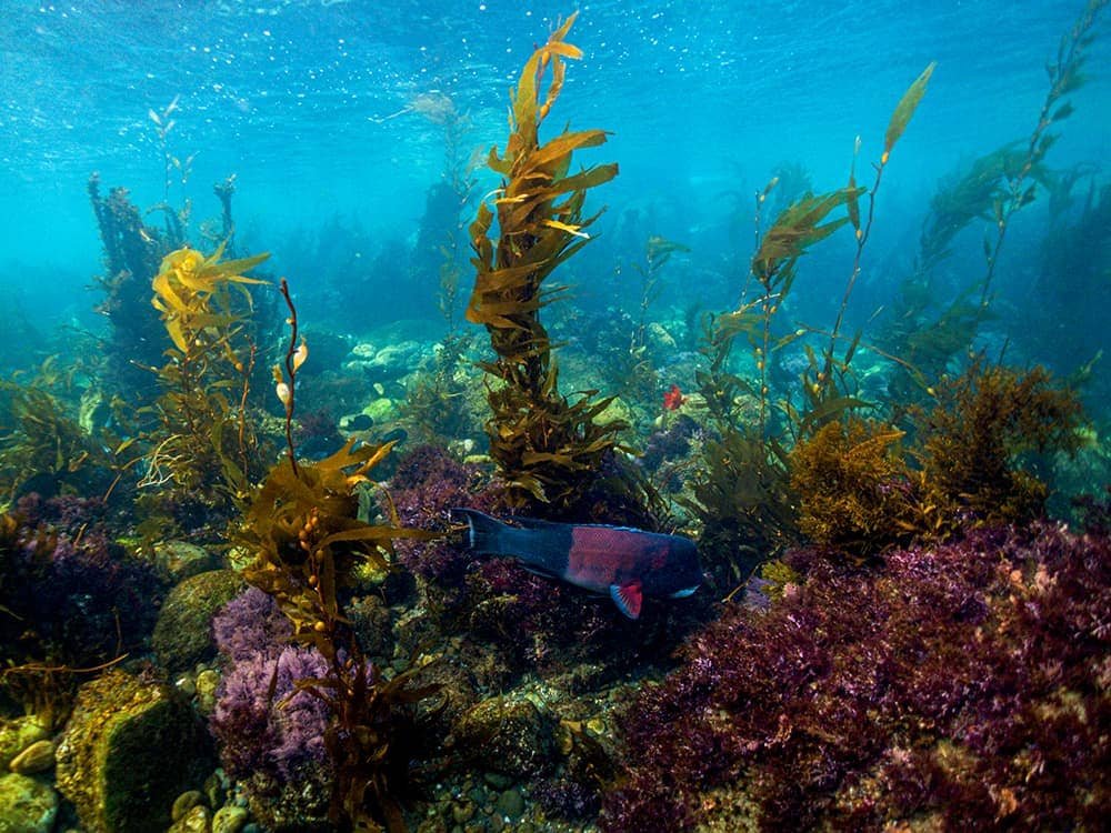 Florida reef