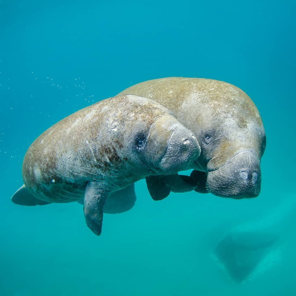 Manatees